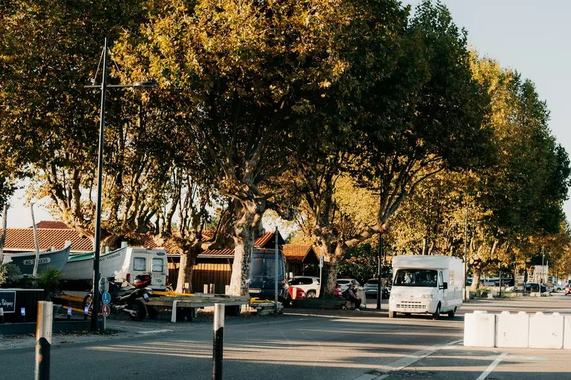 Une avenue bordée de platanes au soleil de fin d’après-midi